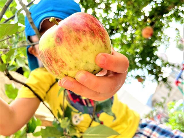 ひかり保育園リンゴ収穫