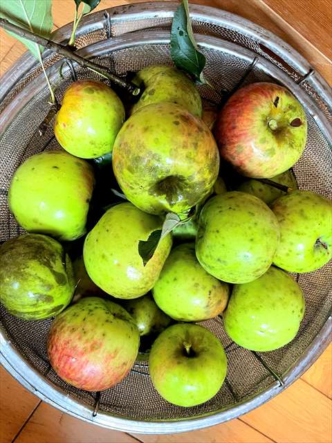 保育園　リンゴ収穫